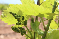 Viñedos en Primavera